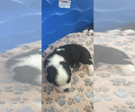 Small #4 Saint Bernard