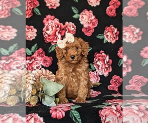 Goldendoodle (Miniature) Puppy for sale in COCHRANVILLE, PA, USA