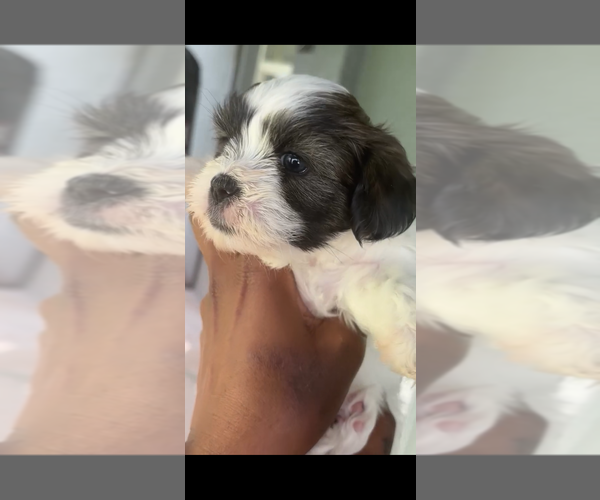 Medium Photo #6 Mal-Shi Puppy For Sale in CAPE CORAL, FL, USA