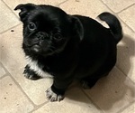 Small #2 Pug