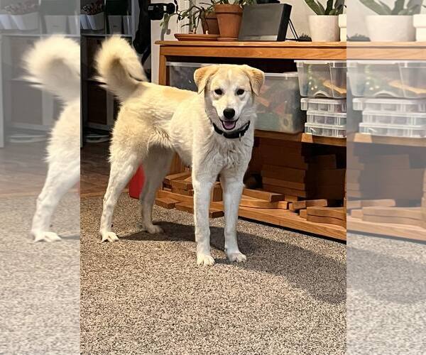 Medium Photo #3 Labrador Retriever-Unknown Mix Puppy For Sale in Uwchlan, PA, USA