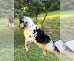 Small Photo #23 Sheepadoodle Puppy For Sale in CLEMSON, SC, USA