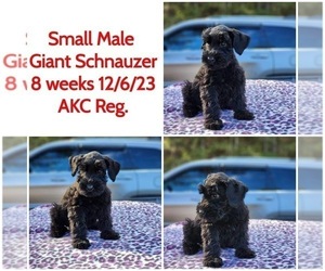 Schnauzer (Giant) Puppy for sale in VIDALIA, GA, USA