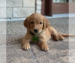 Small Photo #39 Golden Retriever Puppy For Sale in WOLCOTT, IN, USA