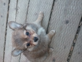 Pomeranian Puppy for sale in SQUAW VALLEY, CA, USA