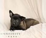 Small #5 Belgian Malinois