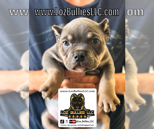 Medium Photo #1 American Bully Puppy For Sale in GREELEY, CO, USA
