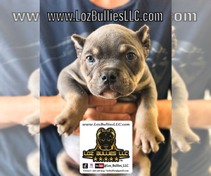 American Bully Puppy for sale in GREELEY, CO, USA
