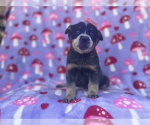 Australian Cattle Dog Puppy for sale in LAKELAND, FL, USA