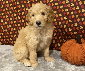 Goldendoodle Puppy for sale in DELAWARE, OH, USA