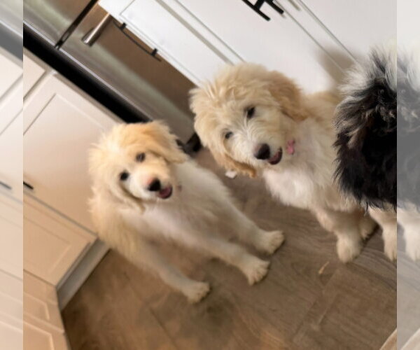 Medium Photo #2 Pyredoodle Puppy For Sale in Croydon, NH, USA