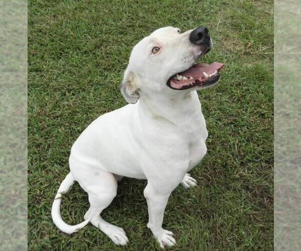 Medium Photo #2 Mutt Puppy For Sale in Anniston, AL, USA