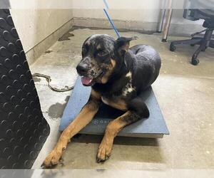 Catahoula Leopard Dog-German Shepherd Dog Mix Dogs for adoption in Camarillo, CA, USA