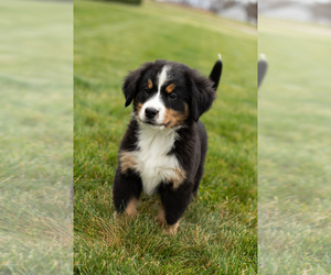 Bernese Mountain Dog Puppy for sale in SHIPSHEWANA, IN, USA