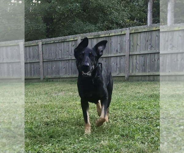 Medium Photo #9 German Shepherd Dog Puppy For Sale in New Hill, NC, USA