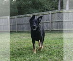 Small #8 German Shepherd Dog