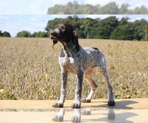 German Shorthaired Pointer Puppy for Sale in PORT DEPOSIT, Maryland USA