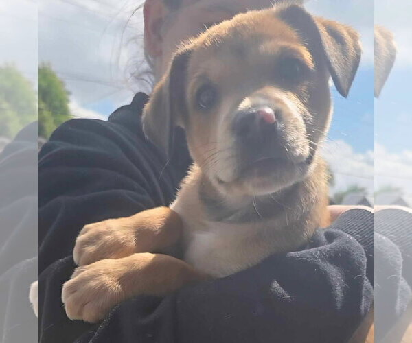 Medium Photo #3 Catahoula Leopard Dog-Labrador Retriever Mix Puppy For Sale in Oakhurst, NJ, USA