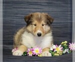 Small Photo #1 Collie Puppy For Sale in APPLE CREEK, OH, USA