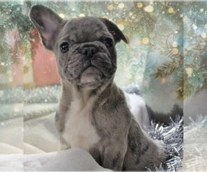 French Bulldog Puppy for sale in SALEM, OR, USA