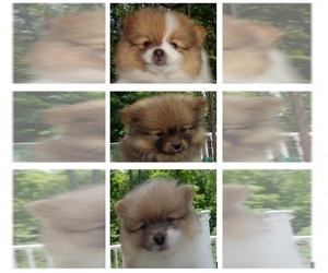 Pomeranian Puppy for sale in STROUDSBURG, PA, USA