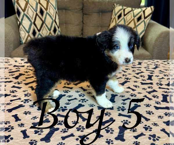 Medium Photo #49 Miniature Australian Shepherd Puppy For Sale in SALISBURY, NC, USA