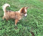 Small #2 Corgi-Aussie