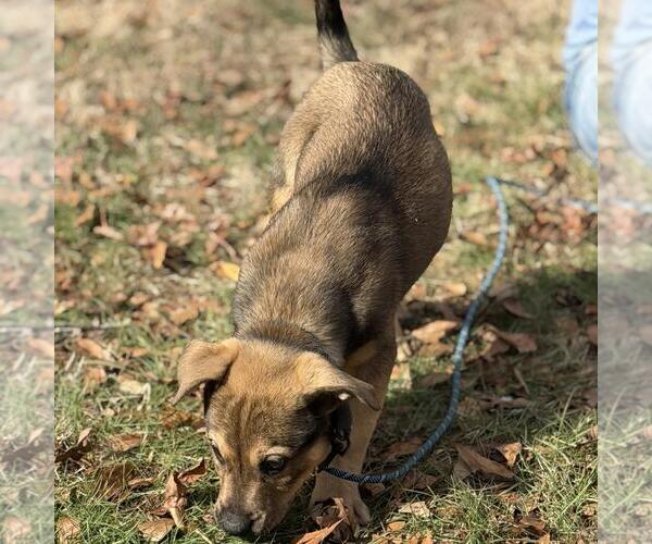 Medium Photo #4 Saint Bernard-Unknown Mix Puppy For Sale in Yardley, PA, USA