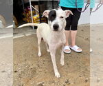 Small American Pit Bull Terrier