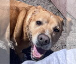 Small #4 American Pit Bull Terrier-Labrador Retriever Mix