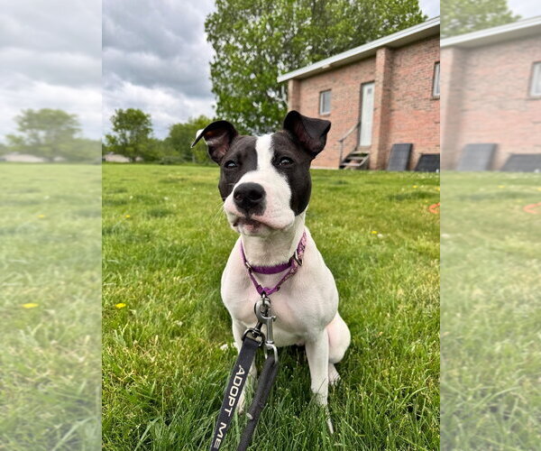 Medium Photo #3 Mutt Puppy For Sale in Gloversville, NY, USA