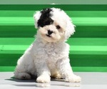 Small Photo #16 Havanese-Maltipoo Mix Puppy For Sale in SAN DIEGO, CA, USA