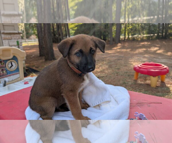 Medium Photo #3 German Shepherd Dog-Unknown Mix Puppy For Sale in The Woodlands, TX, USA