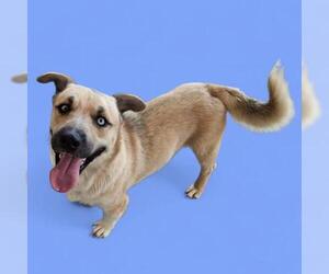 Cardigan Welsh Corgi-Huskies Mix Dogs for adoption in Bakersfield, CA, USA
