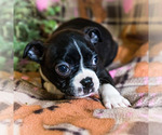 Small Photo #2 Boston Terrier Puppy For Sale in WAKARUSA, IN, USA