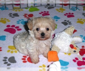 Maltipoo Puppy for sale in ORO VALLEY, AZ, USA