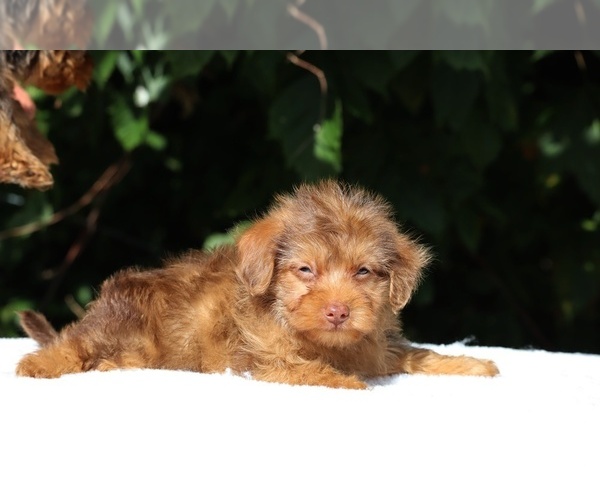 Medium Photo #9 Yorkiepoo mix (+ Poodle Toy) Puppy For Sale in DYERSBURG, TN, USA