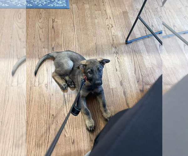 Medium Photo #7 German Shepherd Dog Puppy For Sale in Gretna, NE, USA