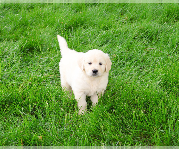 Medium Photo #13 English Cream Golden Retriever Puppy For Sale in SYRACUSE, IN, USA