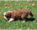 Small #1 Saint Bernard