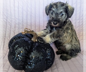 Schnauzer (Miniature) Puppy for sale in CHAMPAIGN, IL, USA