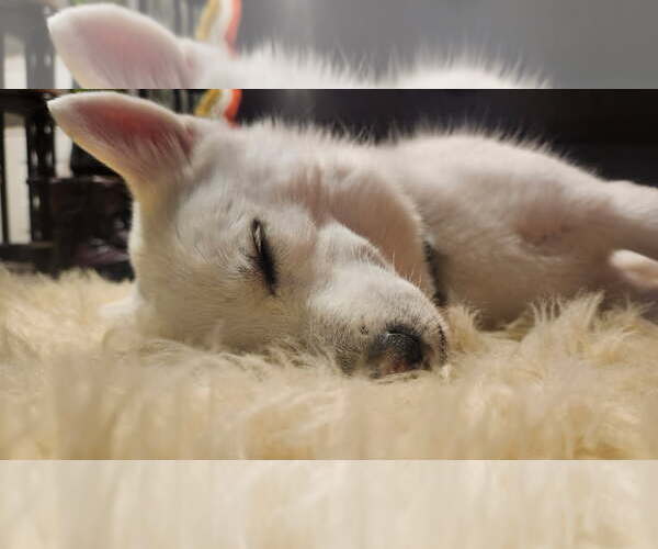 Medium Photo #3 Canadian Eskimo Dog-Unknown Mix Puppy For Sale in Fort Collins, CO, USA