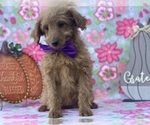 Small Photo #3 Miniature Labradoodle Puppy For Sale in LANCASTER, PA, USA