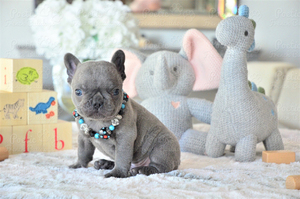 French Bulldog Puppy for sale in FORT LAUDERDALE, FL, USA
