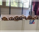 Small Golden Retriever