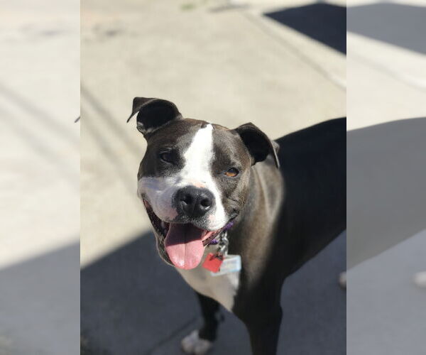 Medium Photo #5 American Pit Bull Terrier Puppy For Sale in Berkeley, CA, USA