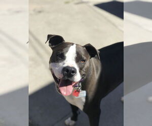 Dany - Female American Pit Bull Terrier Dog for Adoption - Photo #5