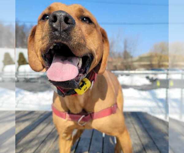 Medium Photo #8 Mutt Puppy For Sale in Elmsford, NY, USA