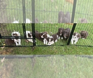 Borador Litter for sale in MARION, VA, USA