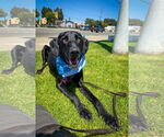 Small #6 Labrador Retriever Mix